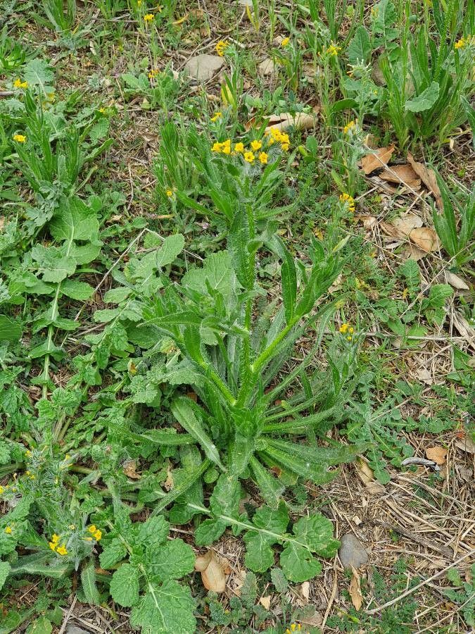 Amsinckia menziesii habit