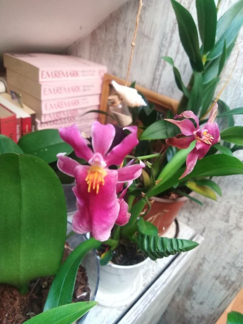 Oncidium sotoanum — search result for 'Oncidium'