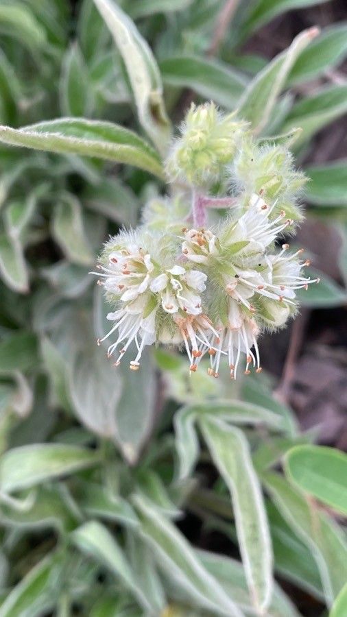 Phacelia hastata flower