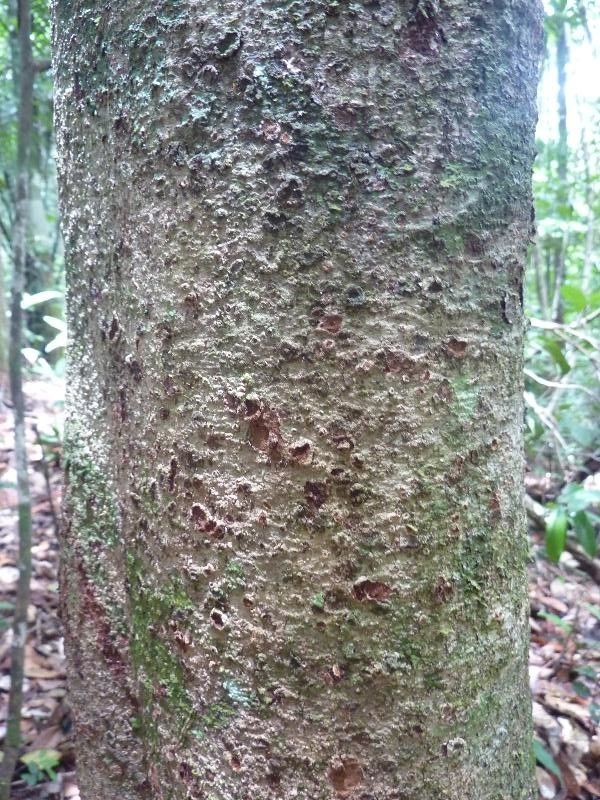 Tachigali melanocarpa — houseplant care guide