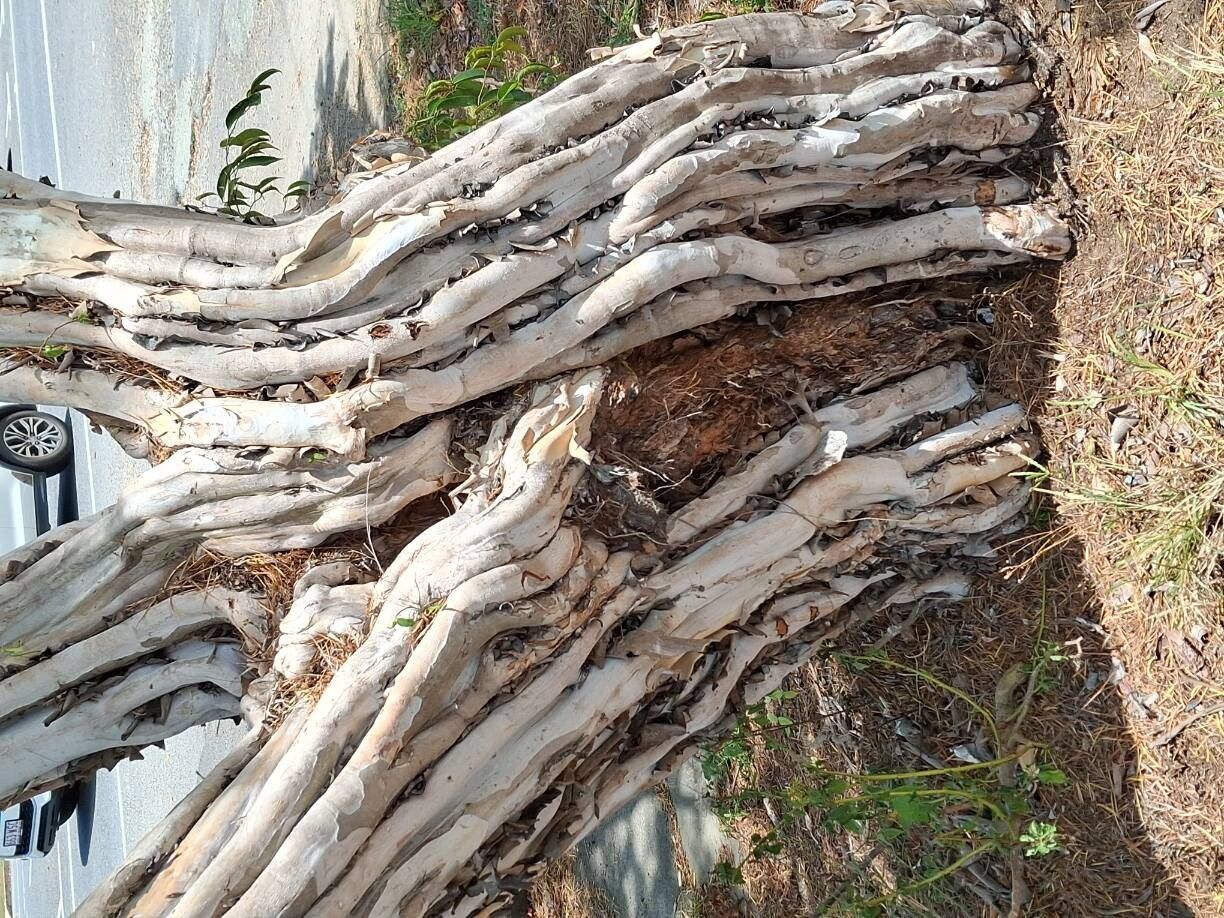 Eucalyptus pulchella bark