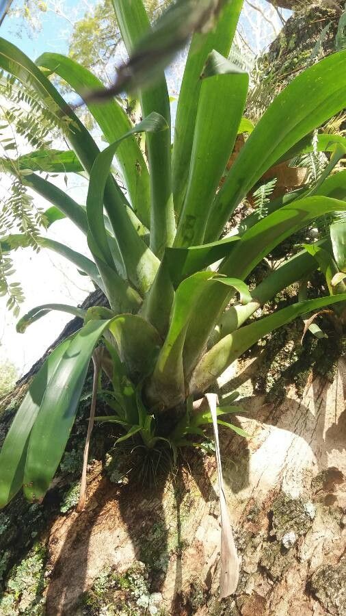 Aechmea bracteata bark
