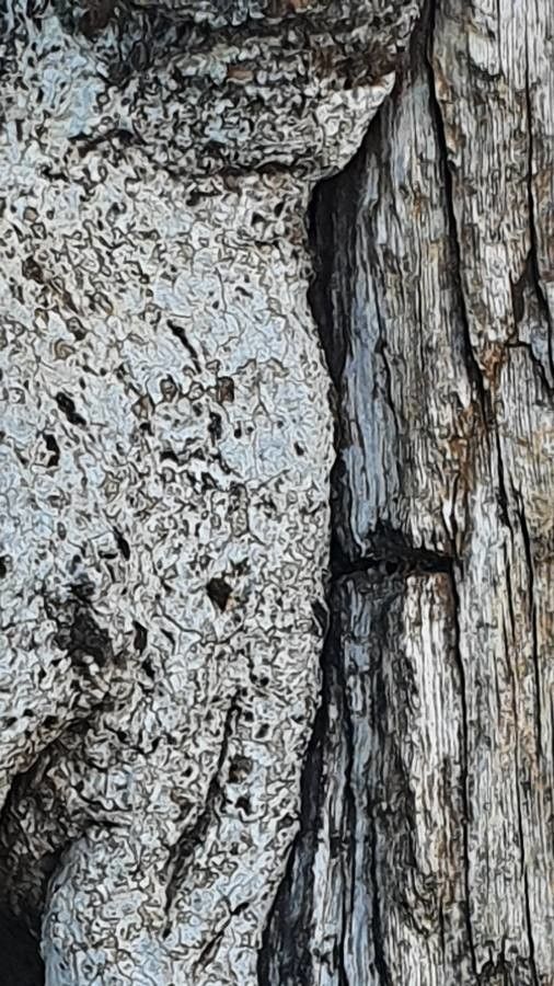 Boscia coriacea bark