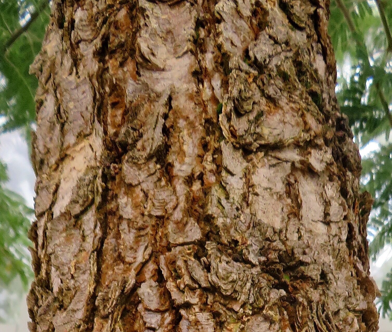 Vachellia abyssinica bark