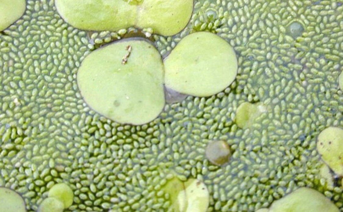 Wolffia globosa — related species from the same genus