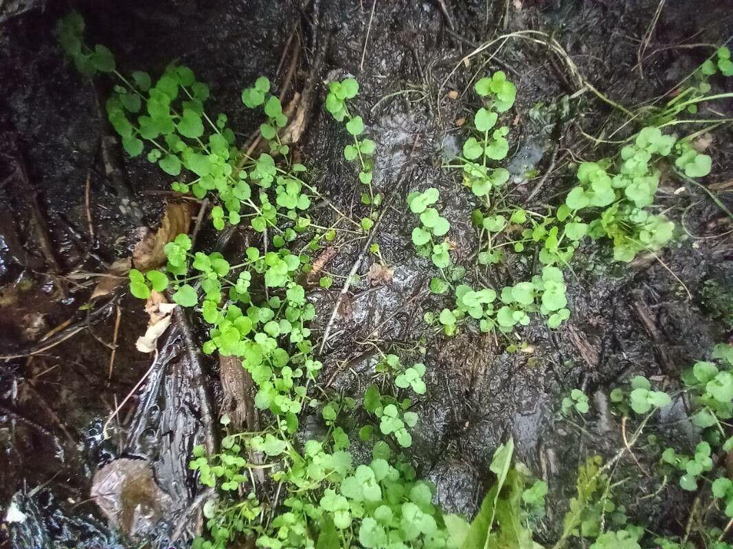 Chrysosplenium americanum leaf