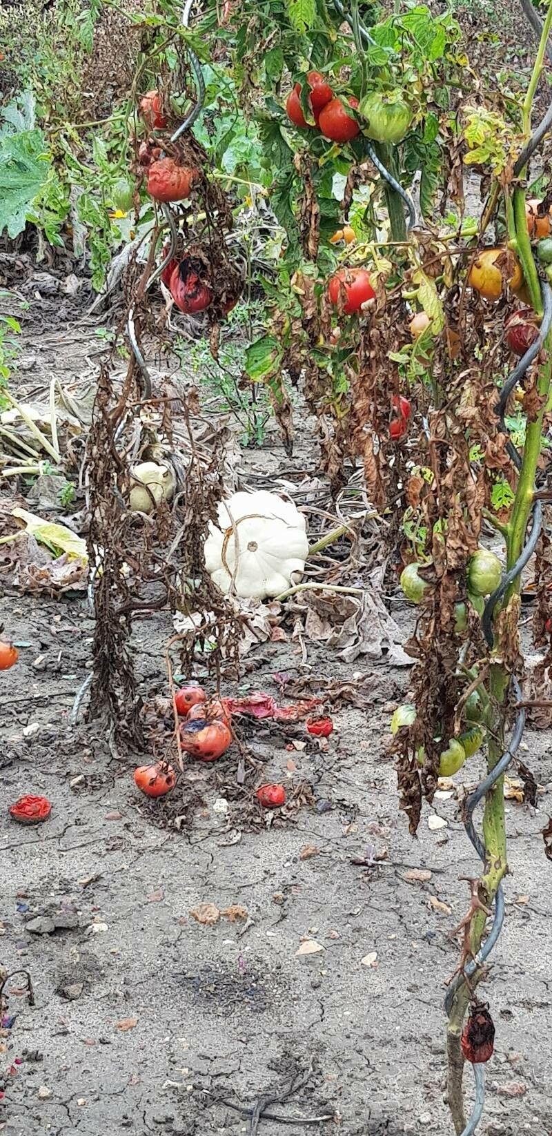 Cucumis trigonus fruit