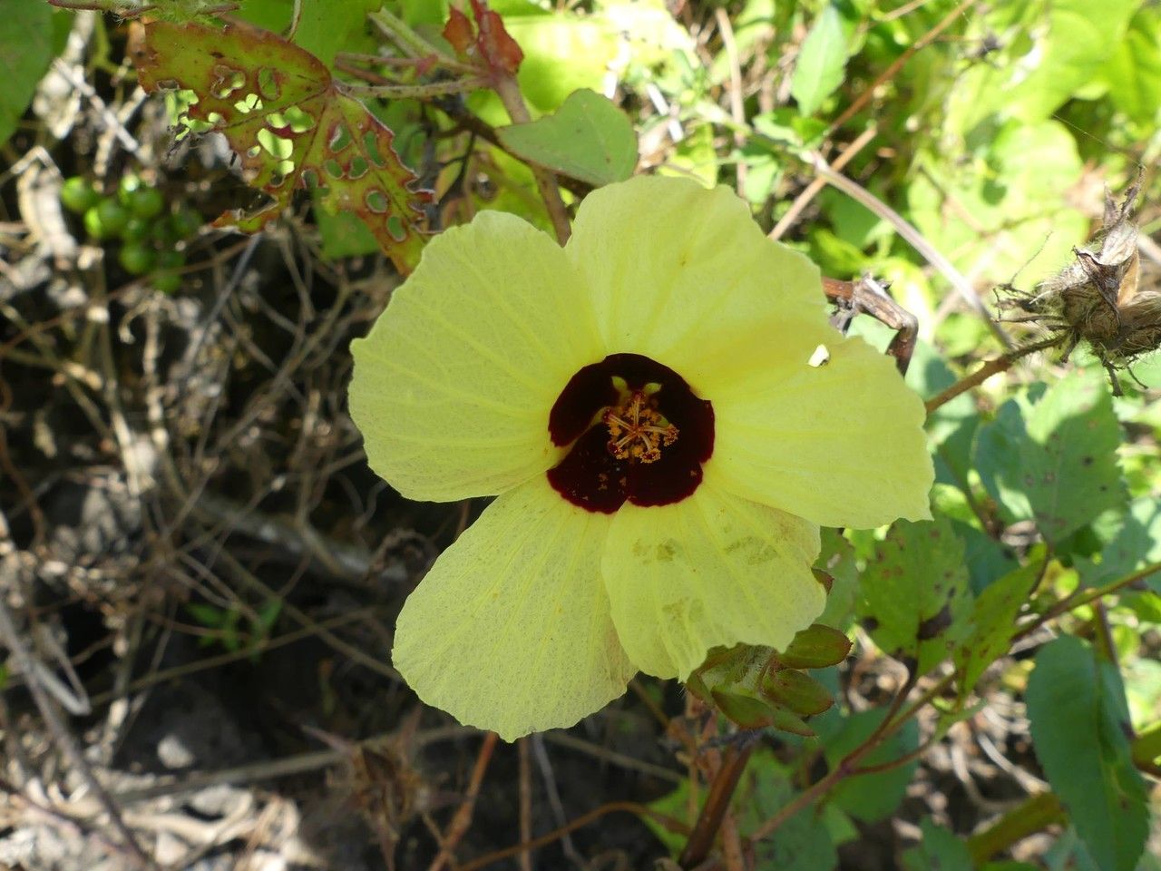 Hibiscus surattensis flower