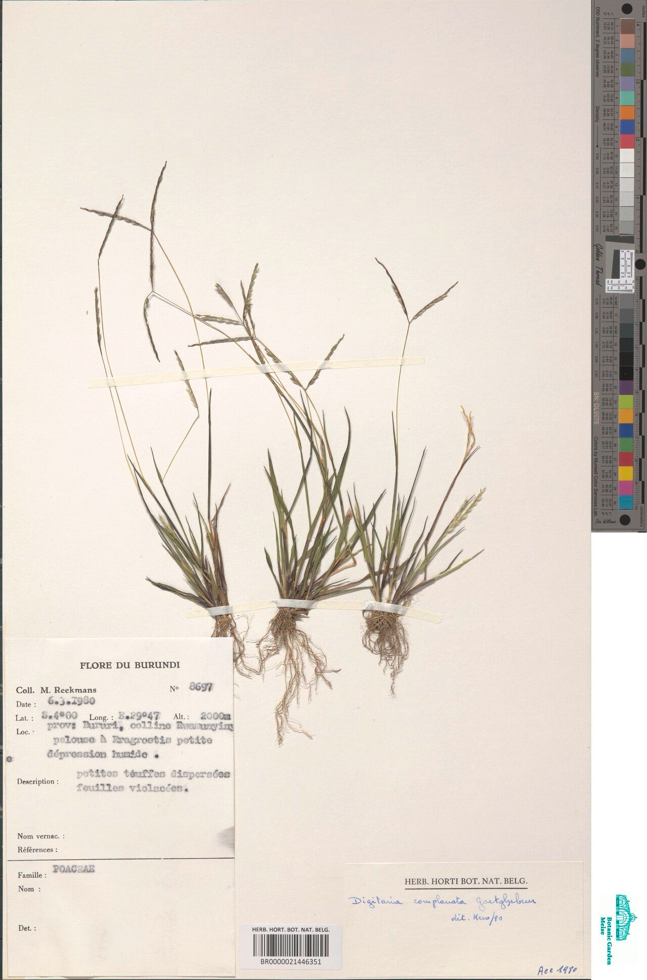 Digitaria complanata — houseplant care guide