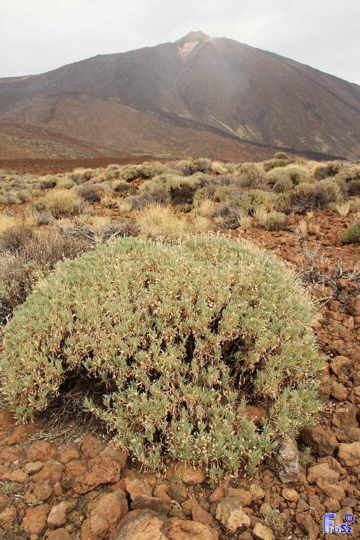 Pterocephalus lasiospermus habit