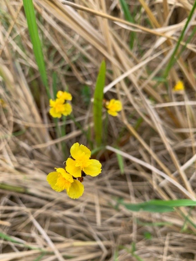 Xyris torta — search result for 'Xyris'