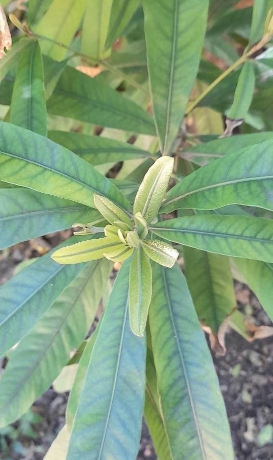 Pouteria gardneriana leaf