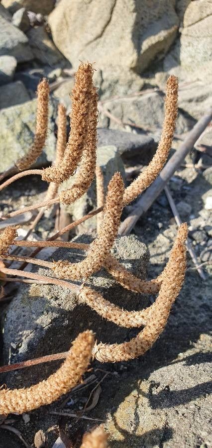 Plantago macrorhiza fruit