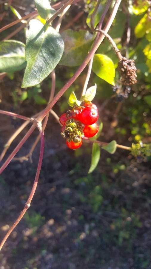 Lonicera subspicata fruit