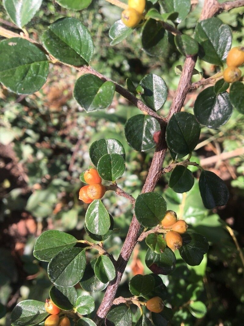 Cotoneaster hjelmqvistii flower