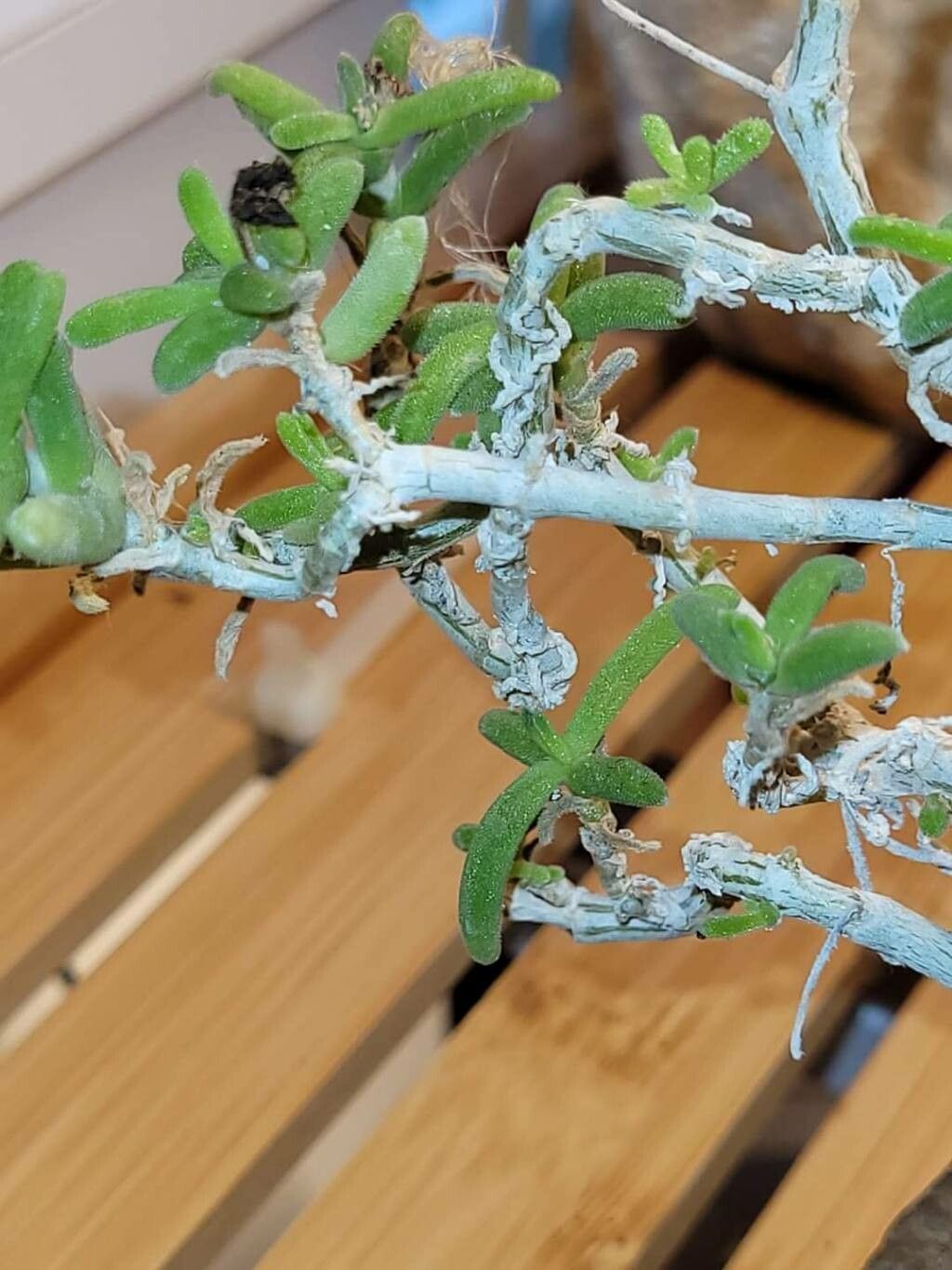 Trichodiadema attonsum — related species from the same genus