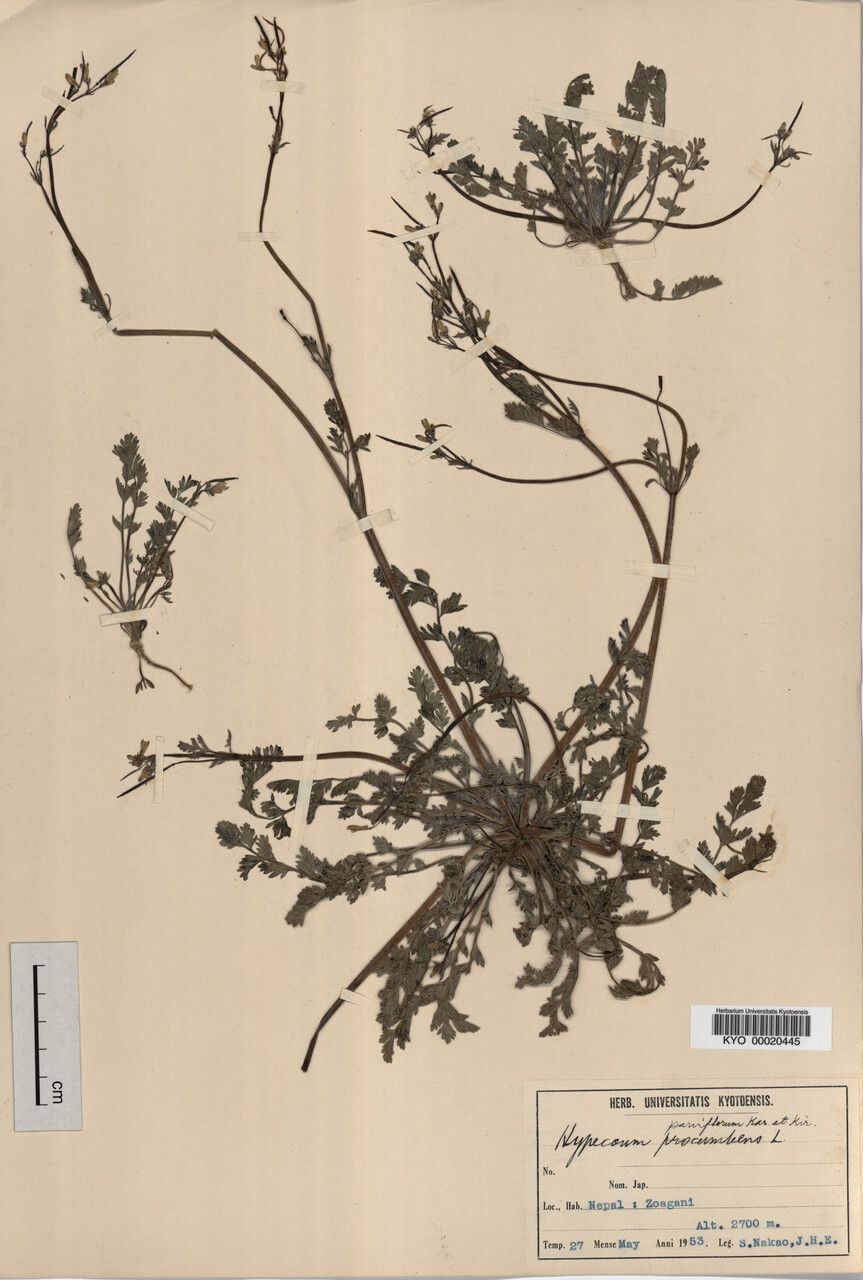 Hypecoum leptocarpum other