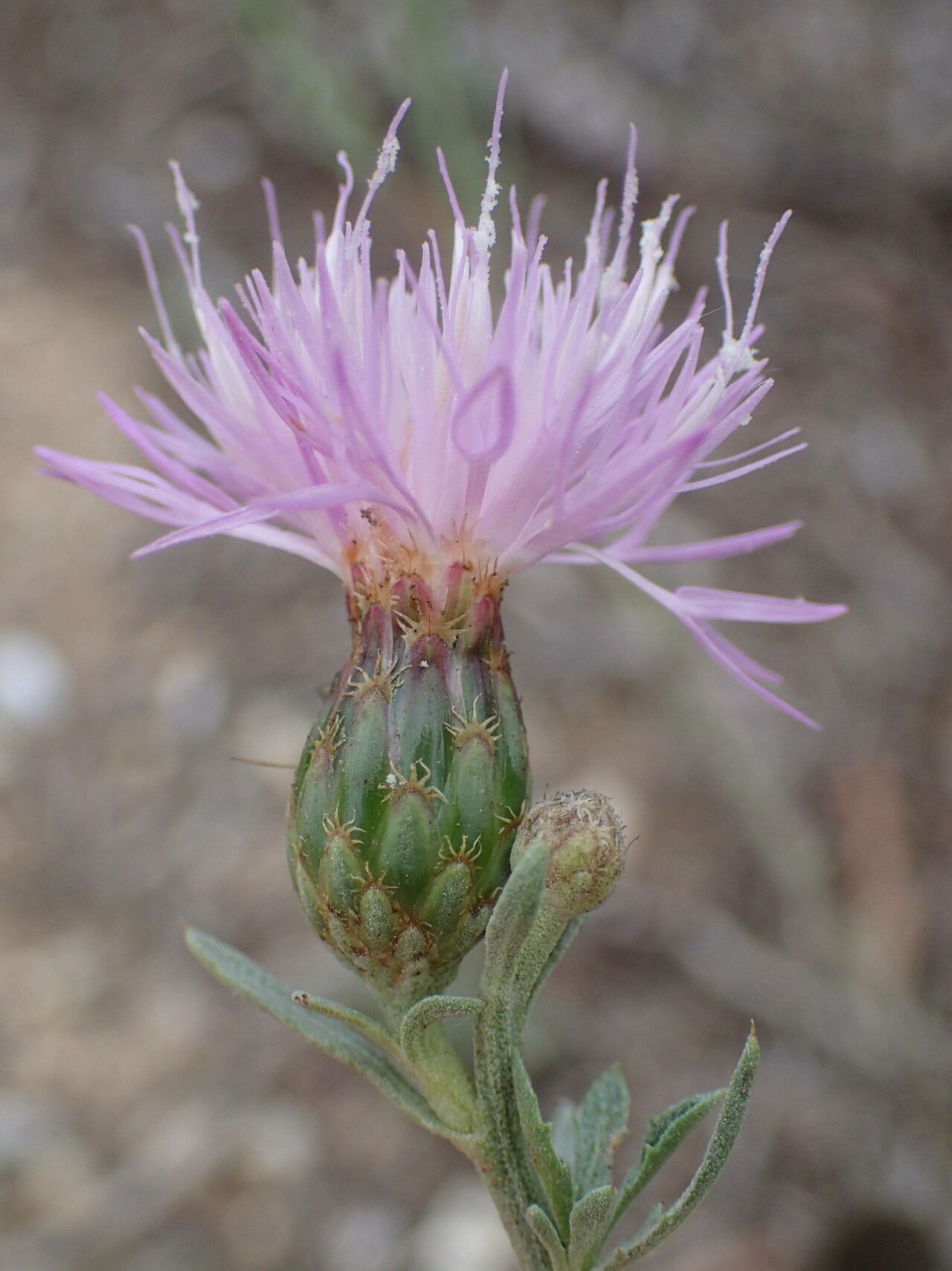 Cheirolophus intybaceus flower