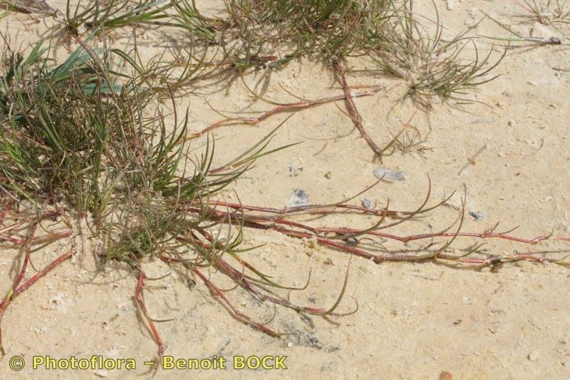 Juncus fontanesii other