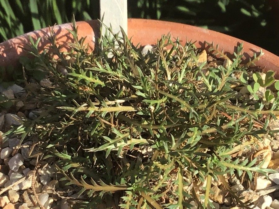 Lepidium navasii habit