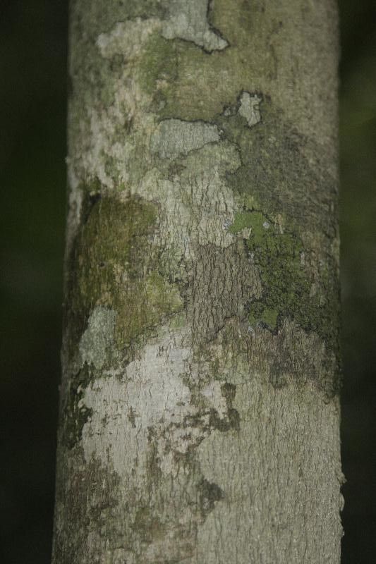 Matisia ochrocalyx — related species from the same genus