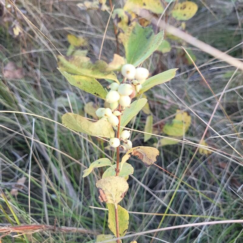 Symphoricarpos occidentalis fruit
