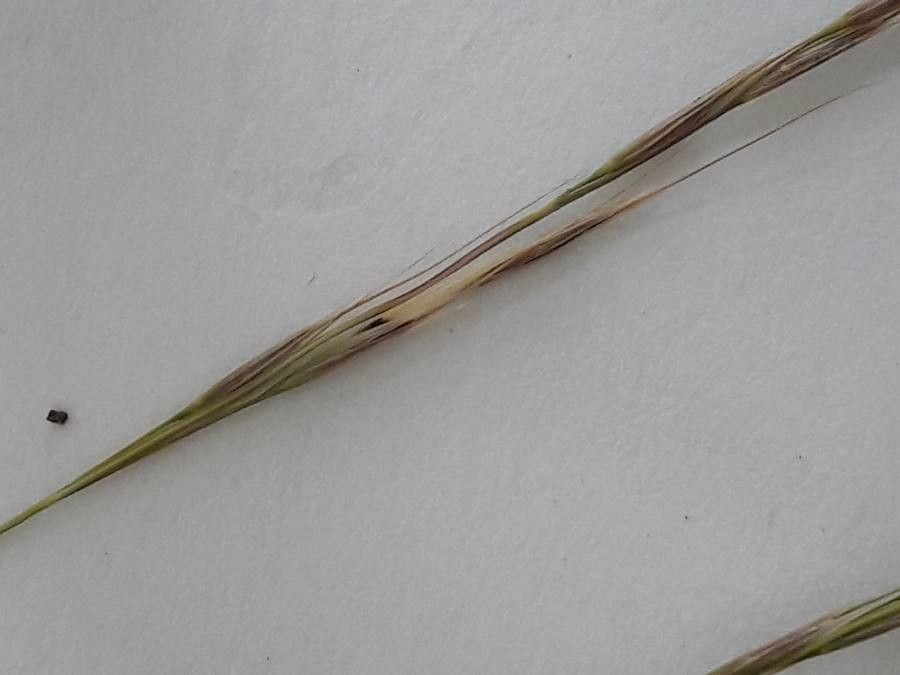 Achnatherum bromoides flower