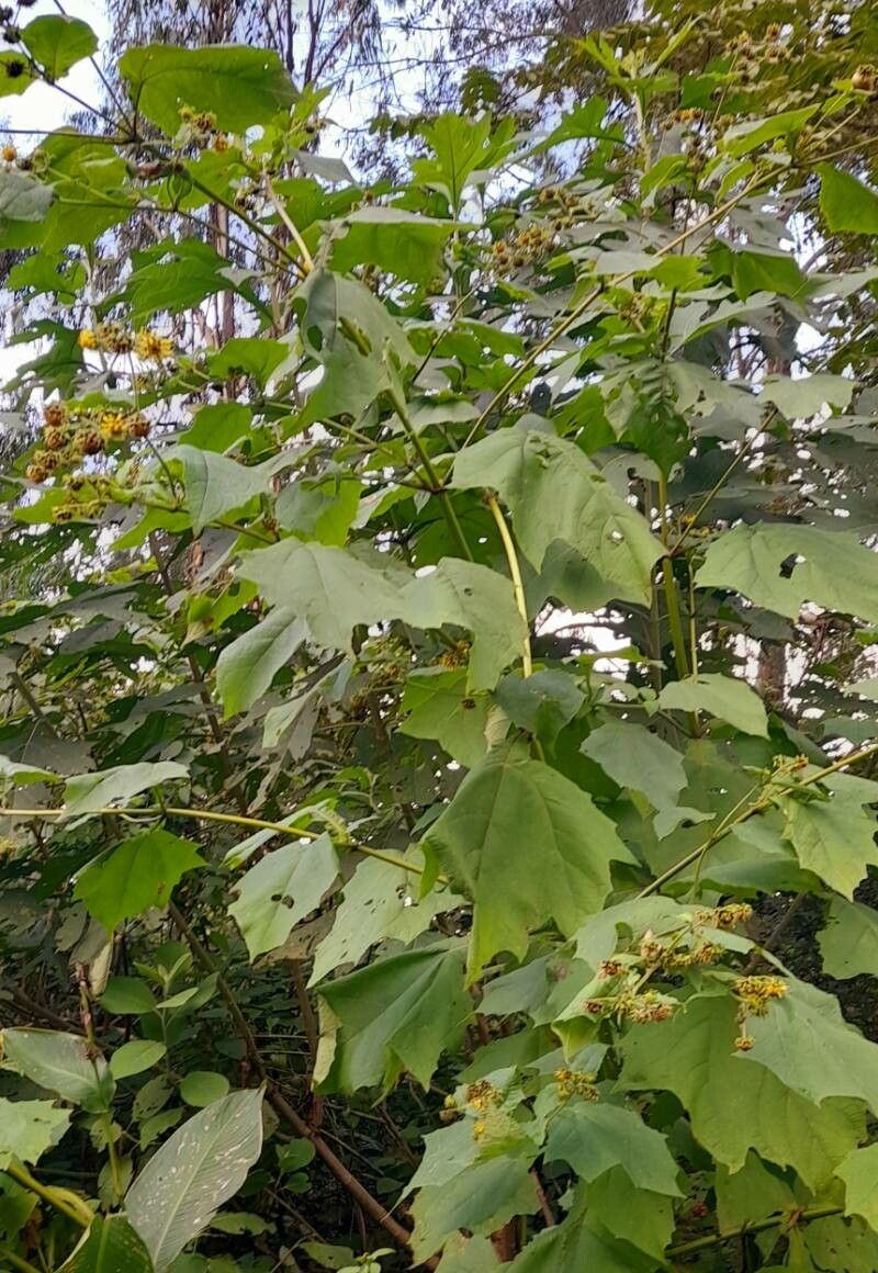 Smallanthus macroscyphus habit