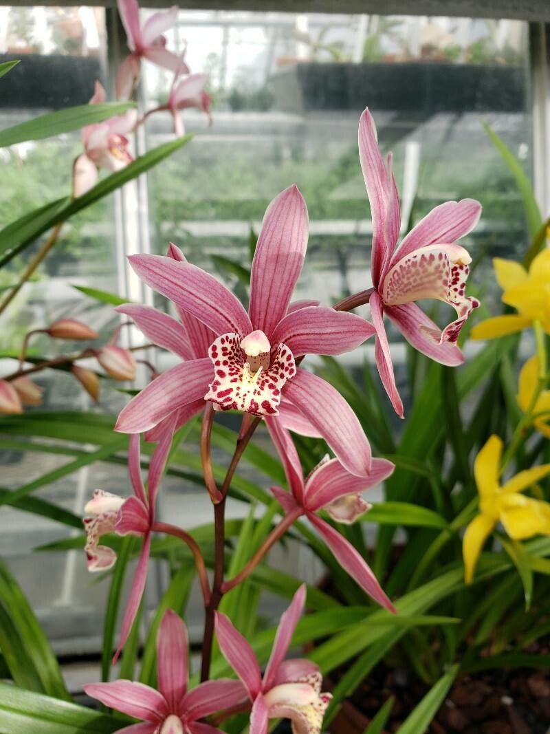 Cymbidium ensifolium flower