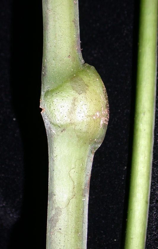 Anthurium spathiphyllum fruit