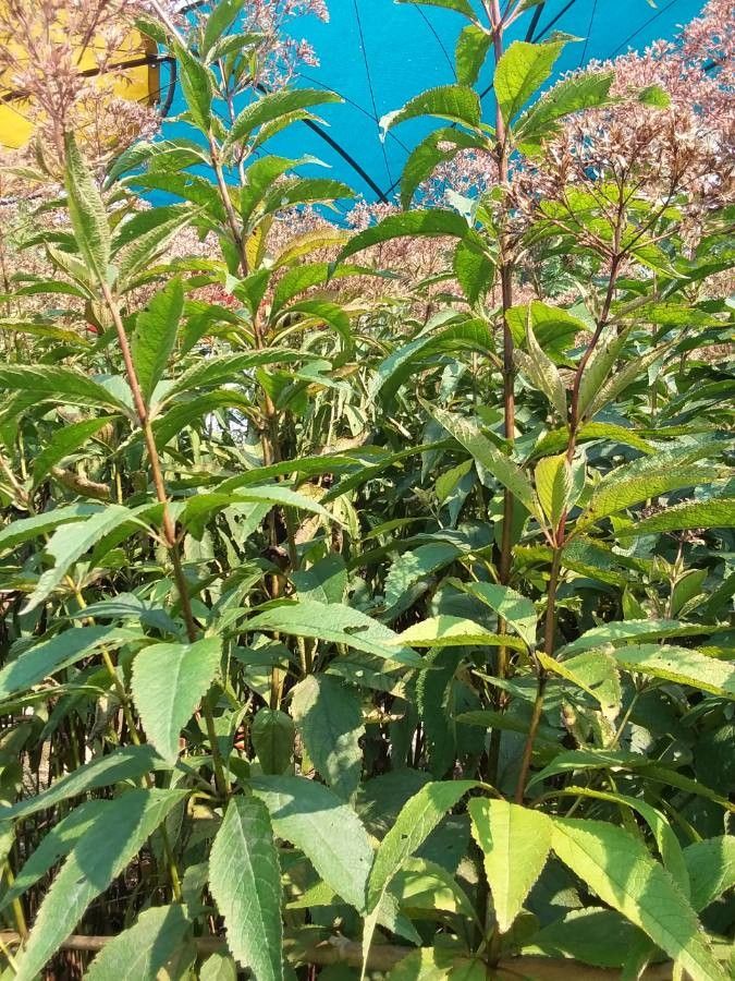 Eutrochium purpureum flower