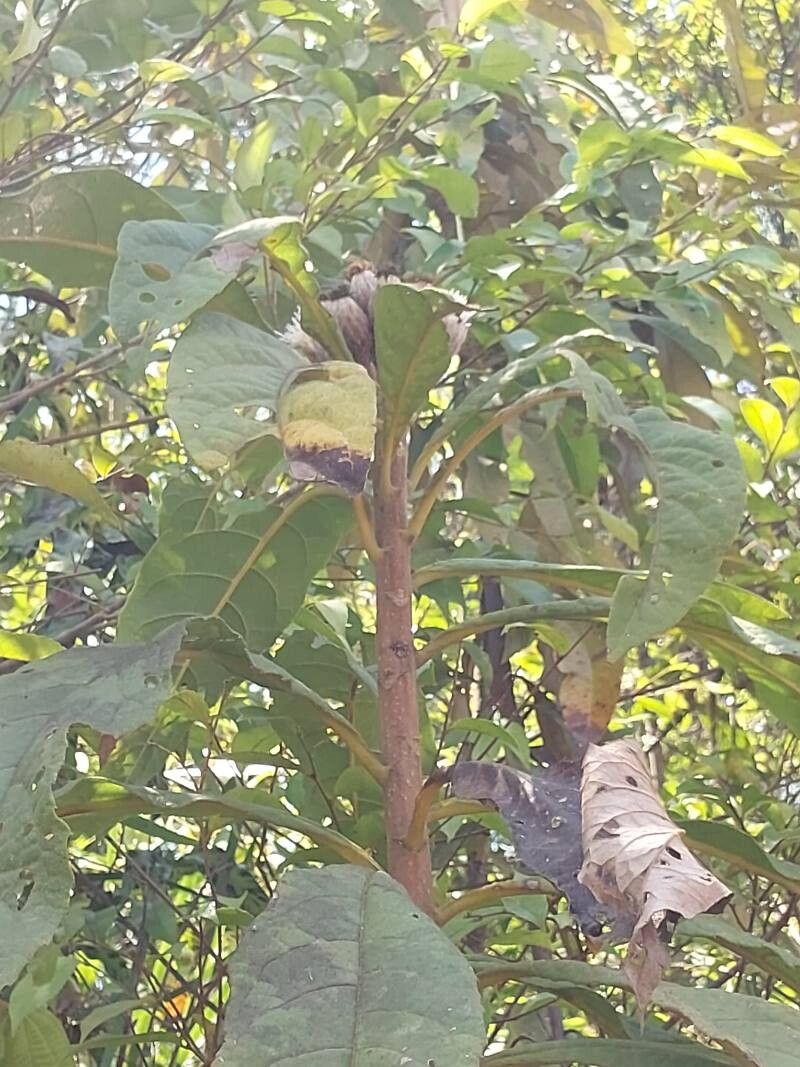 Vernonia latisquamata other