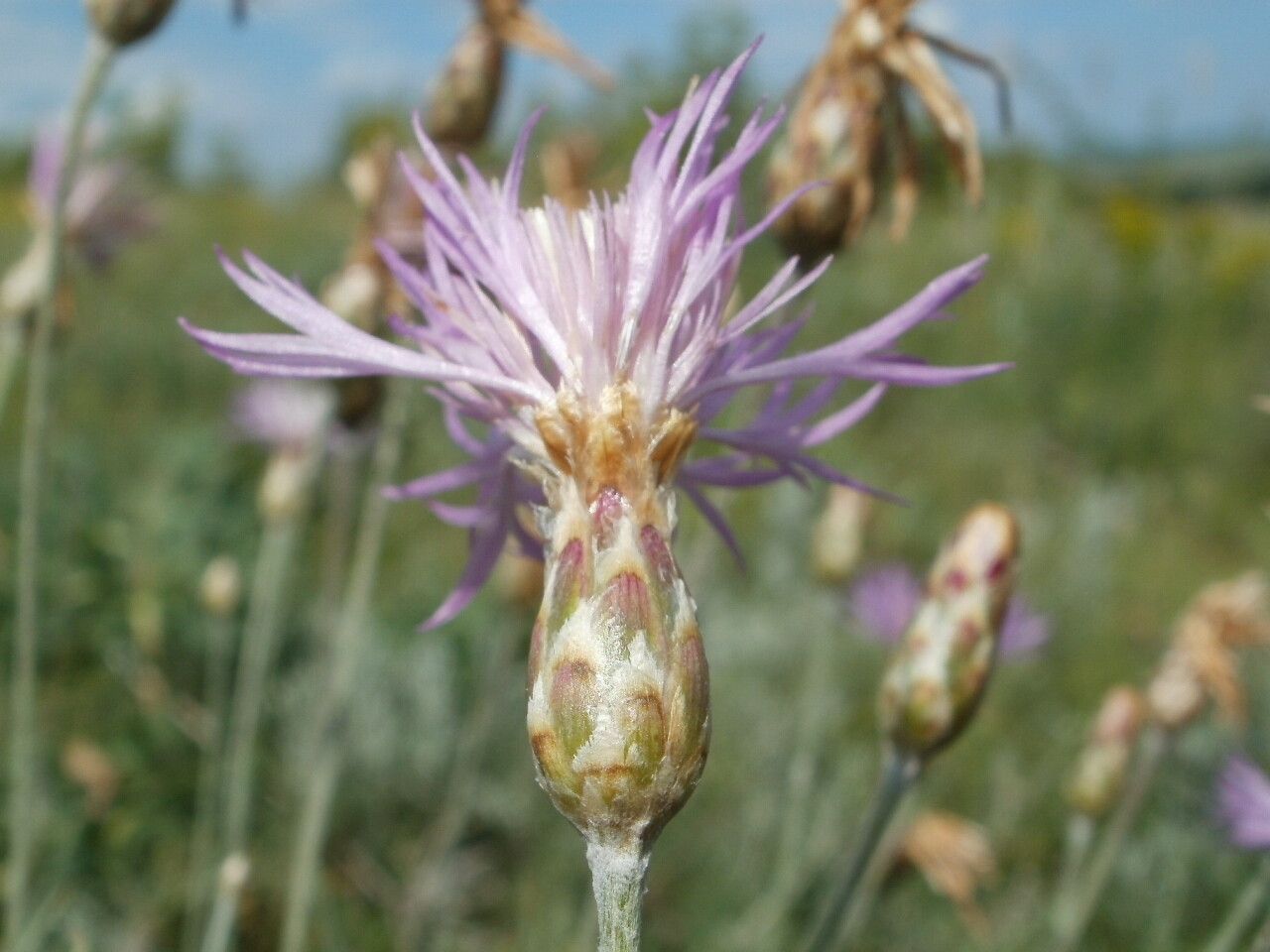 Centaurea trinervia flower
