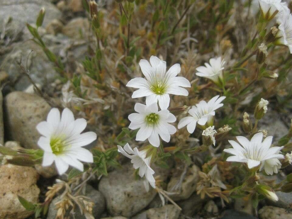 Cerastium soleirolii flower