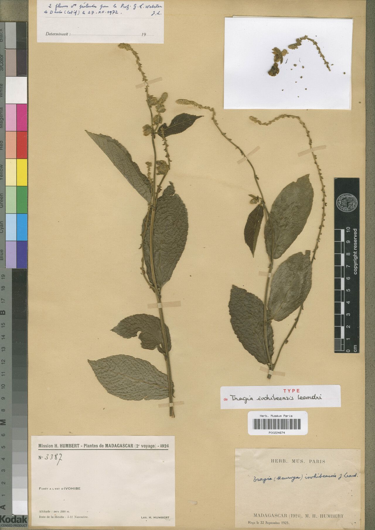 Tragia ivohibeensis — houseplant care guide