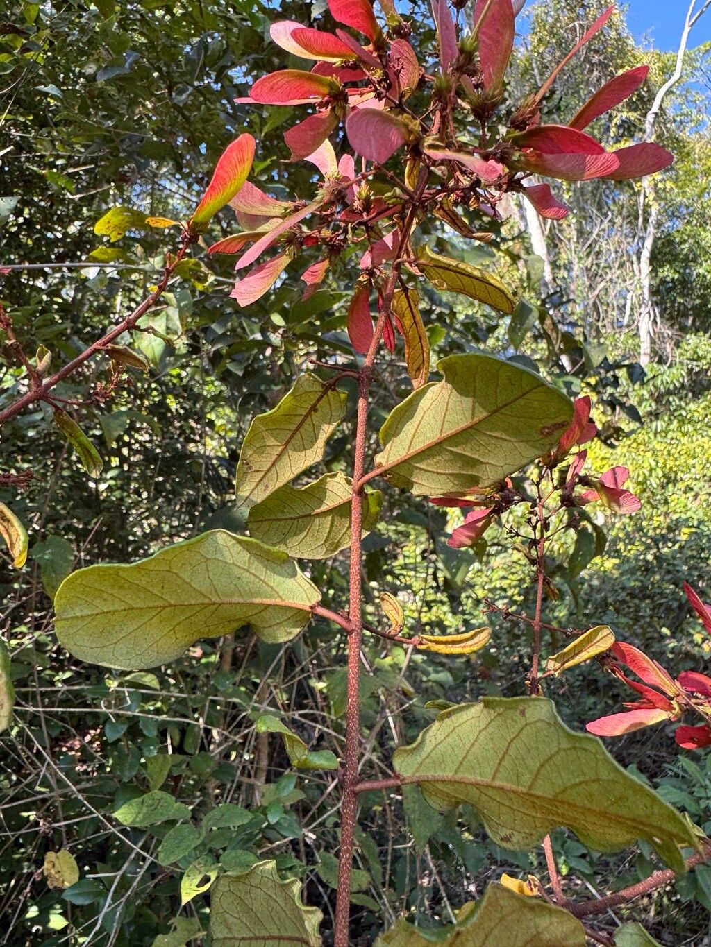 Heteropterys rufula — houseplant care guide