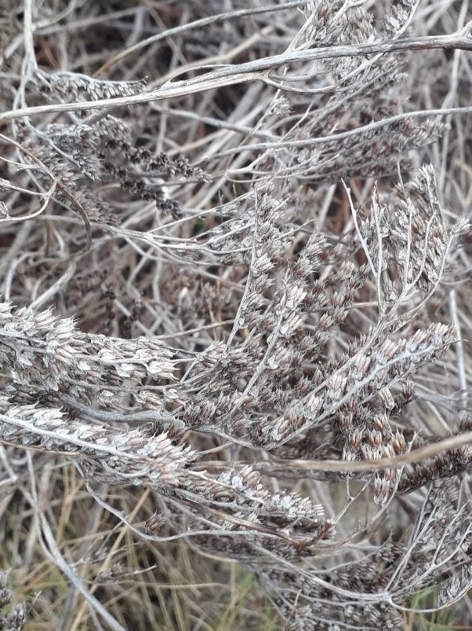 Sedum sediforme fruit