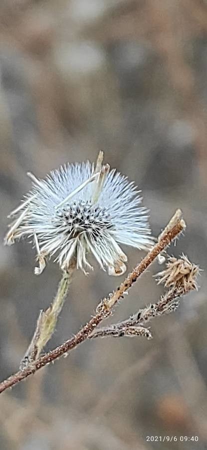 Pulicaria paludosa fruit