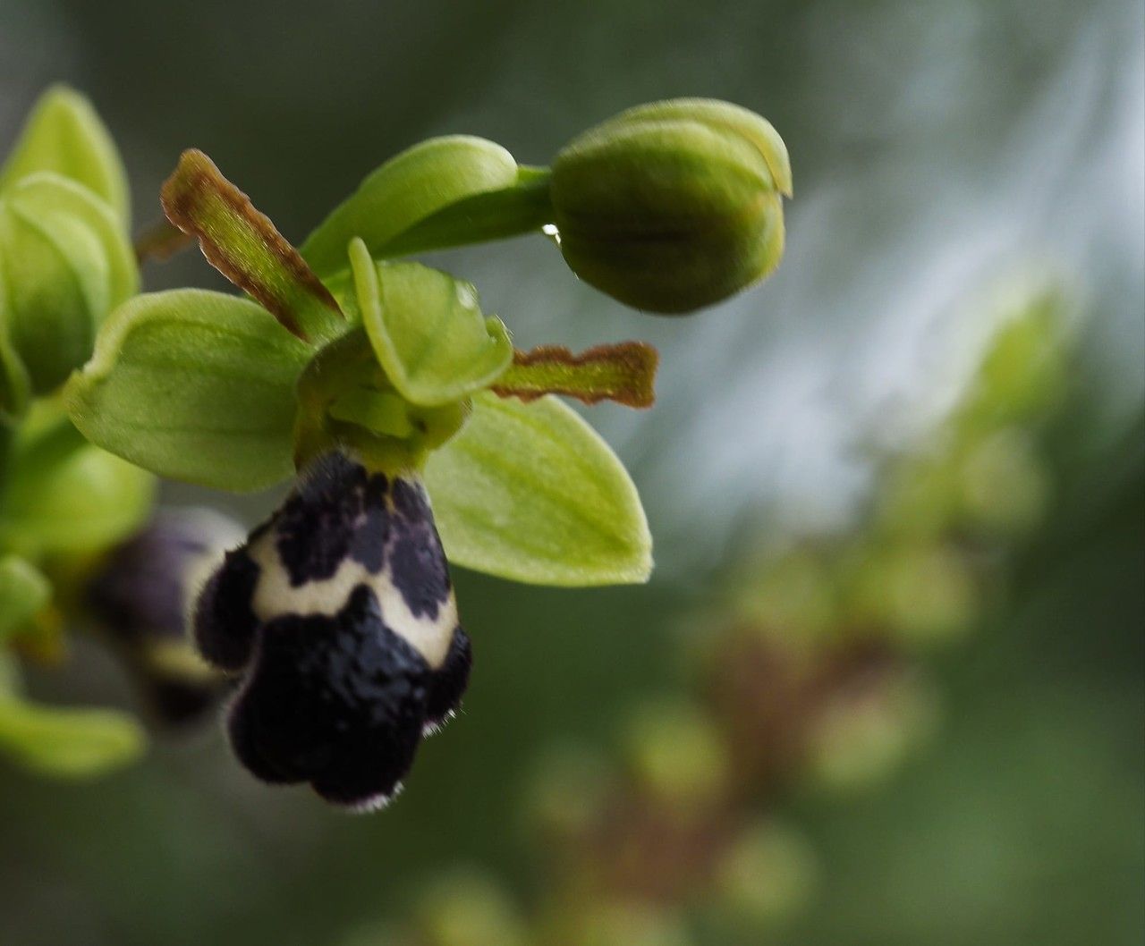 Ophrys × brigittae — search result for 'Ophrys'