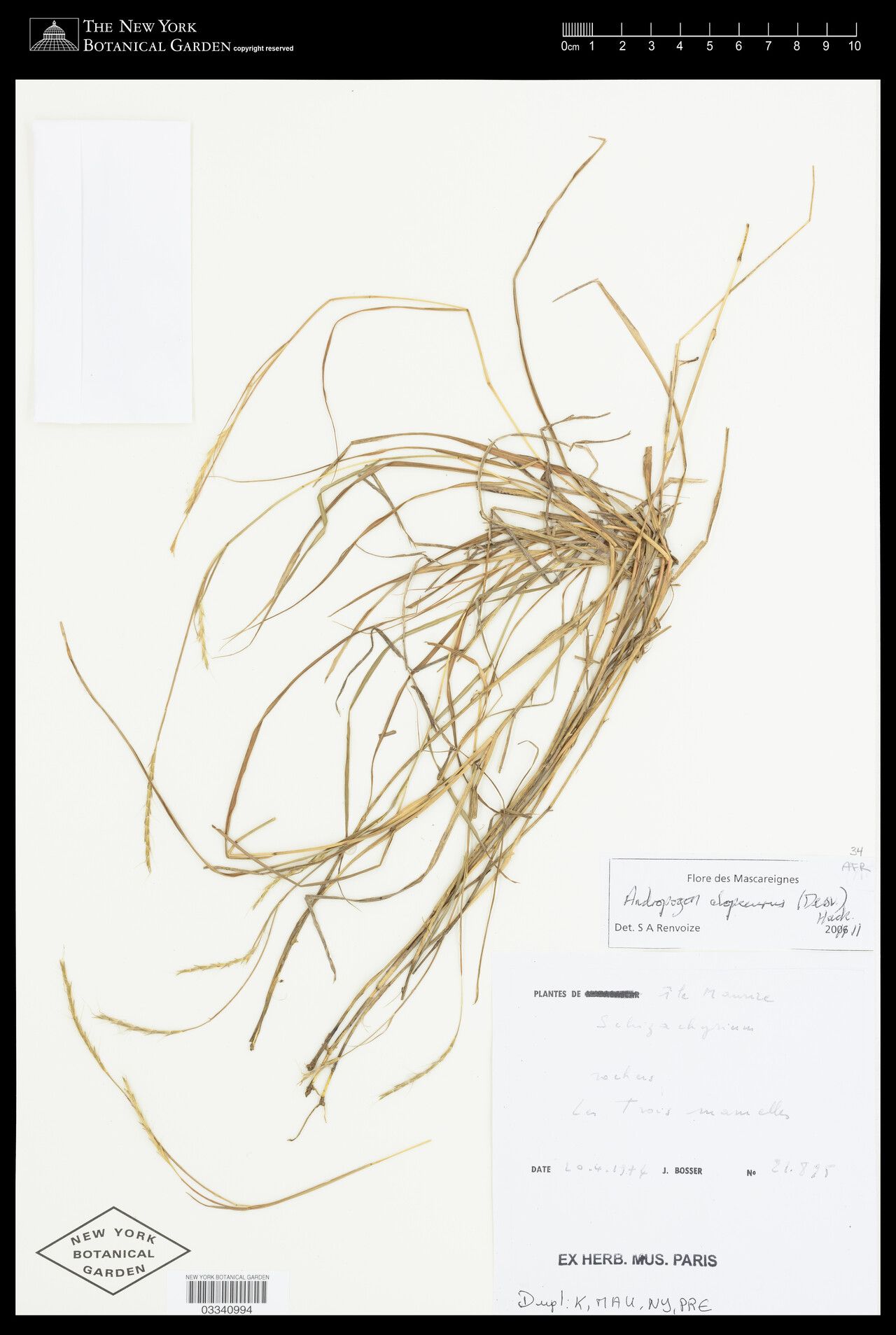 Andropogon alopecurus