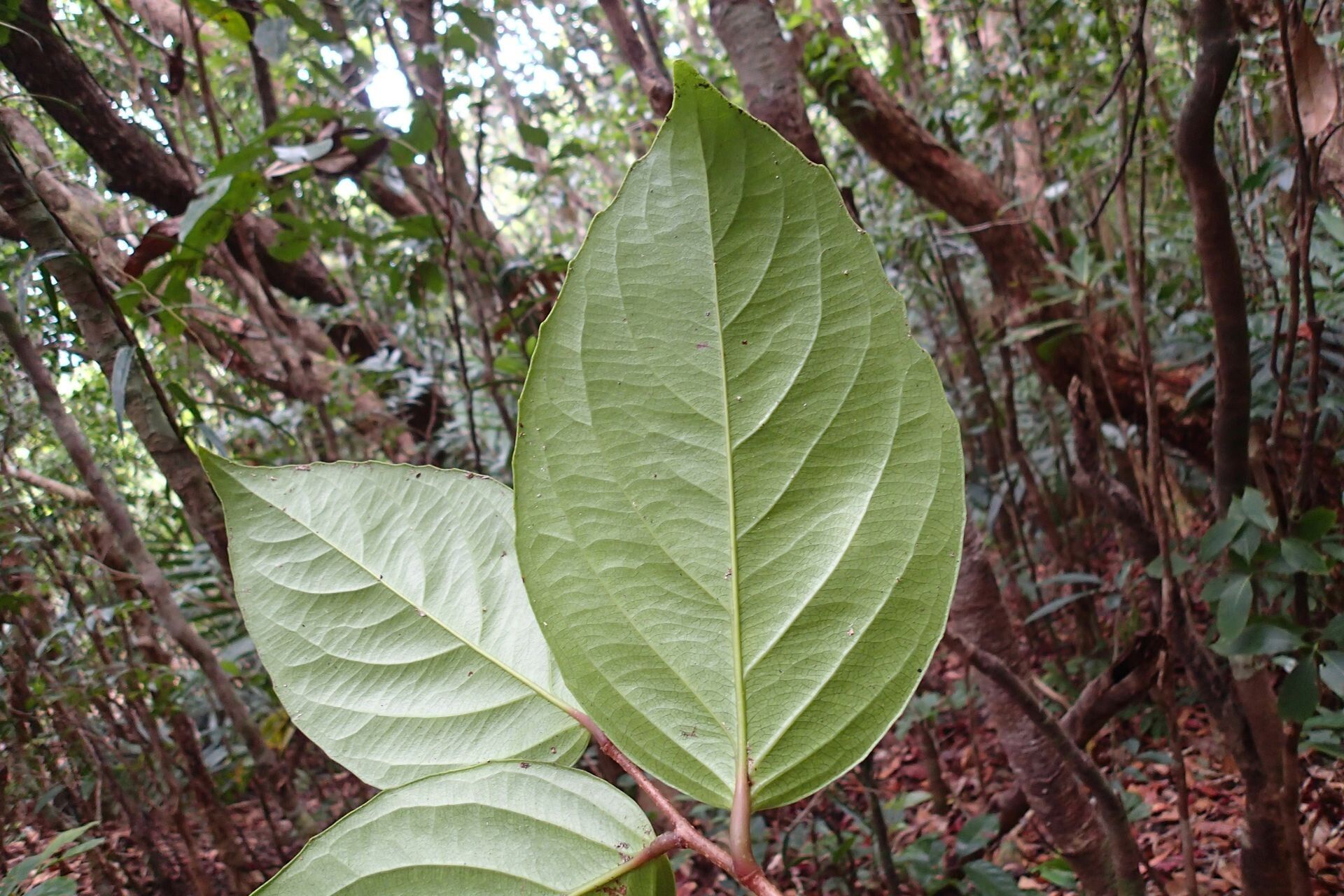 Xylosma gigantifolia leaf