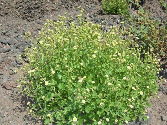 Perityle emoryi habit