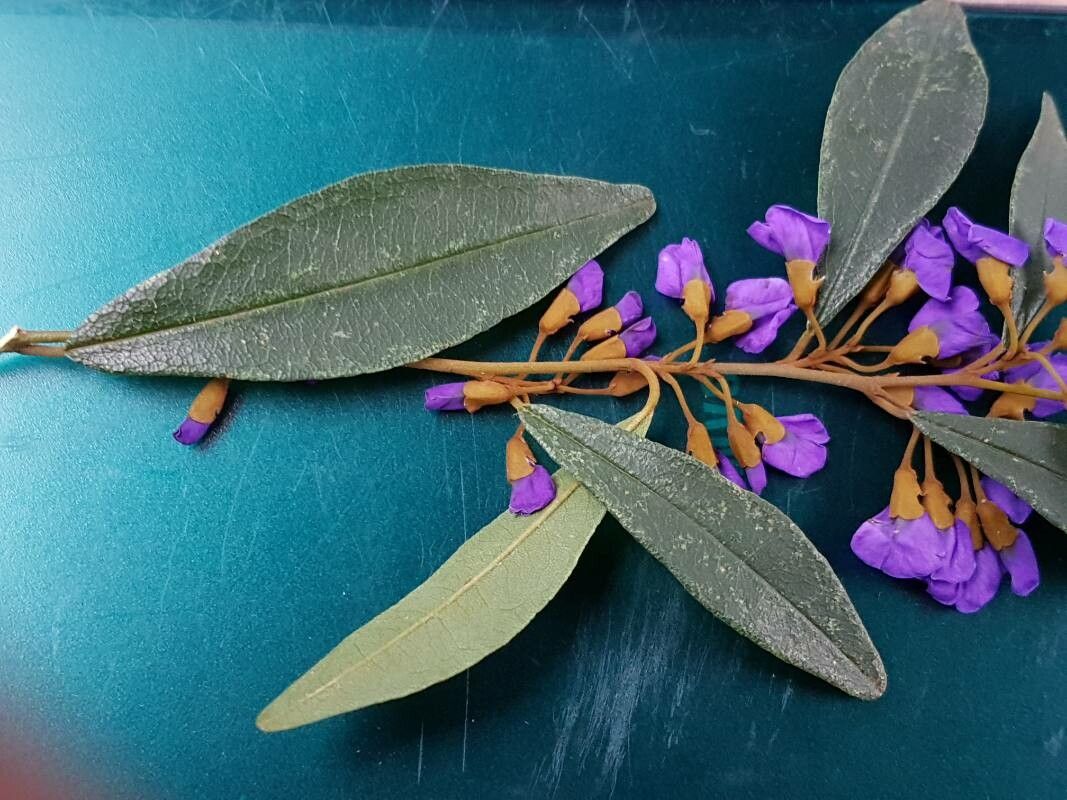 Hovea elliptica — related species from the same genus