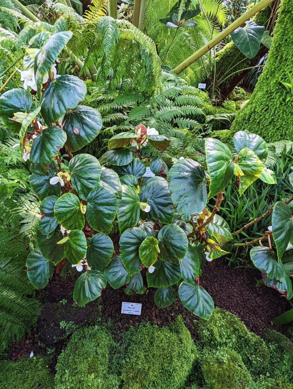 Begonia fernandoi-costae habit