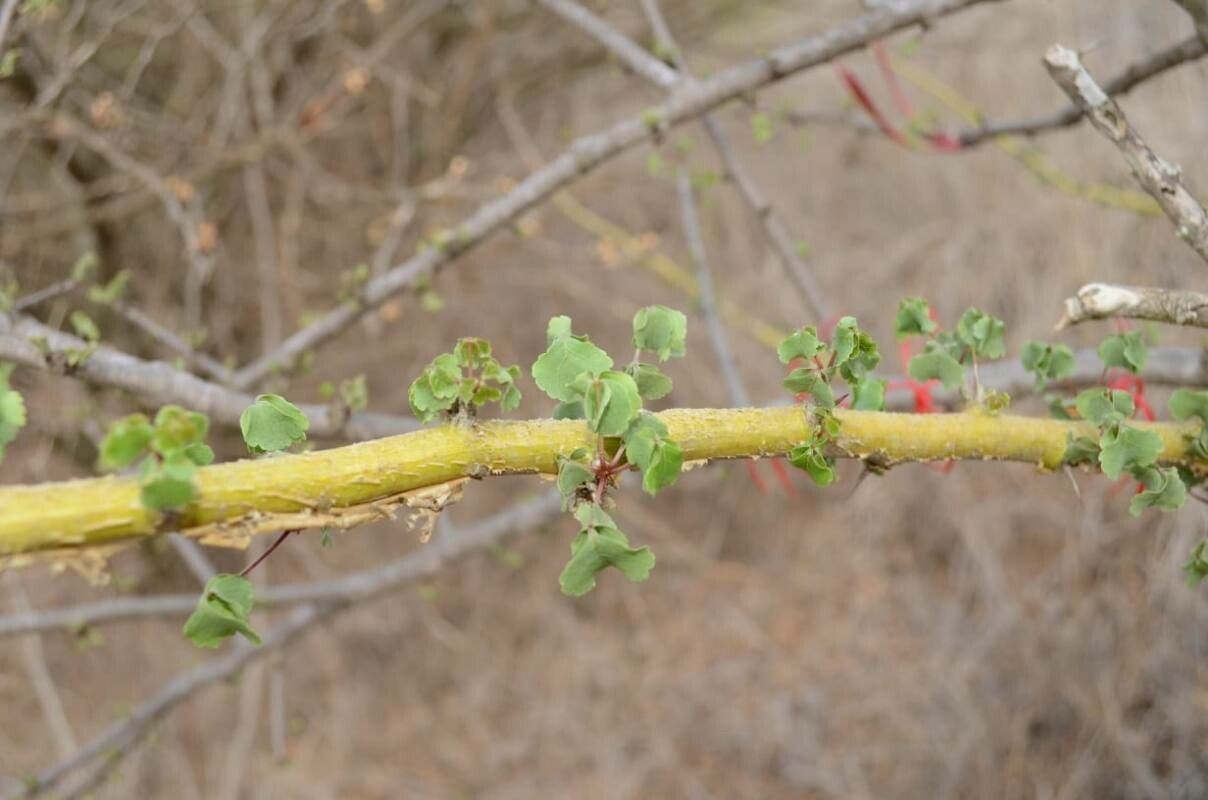 Commiphora schimperi leaf
