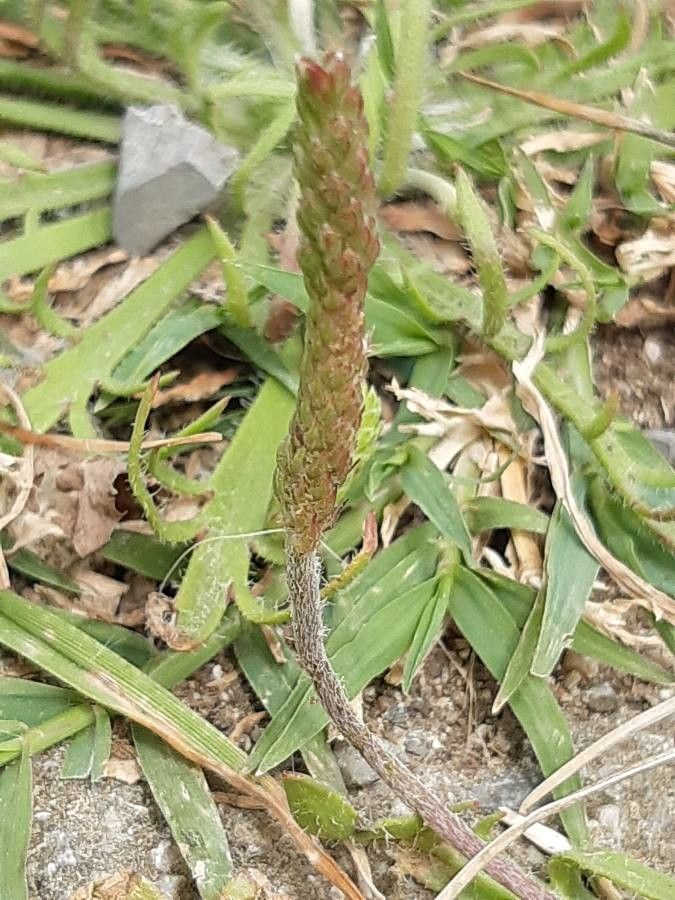 Plantago weldenii fruit