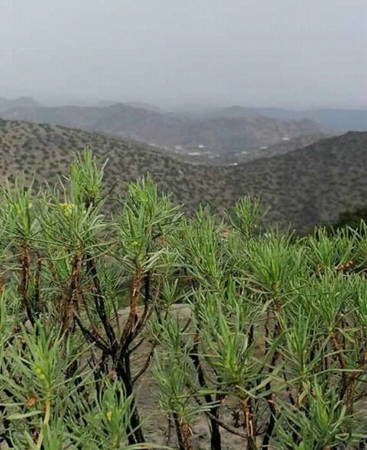 Euryops arabicus — related species from the same genus