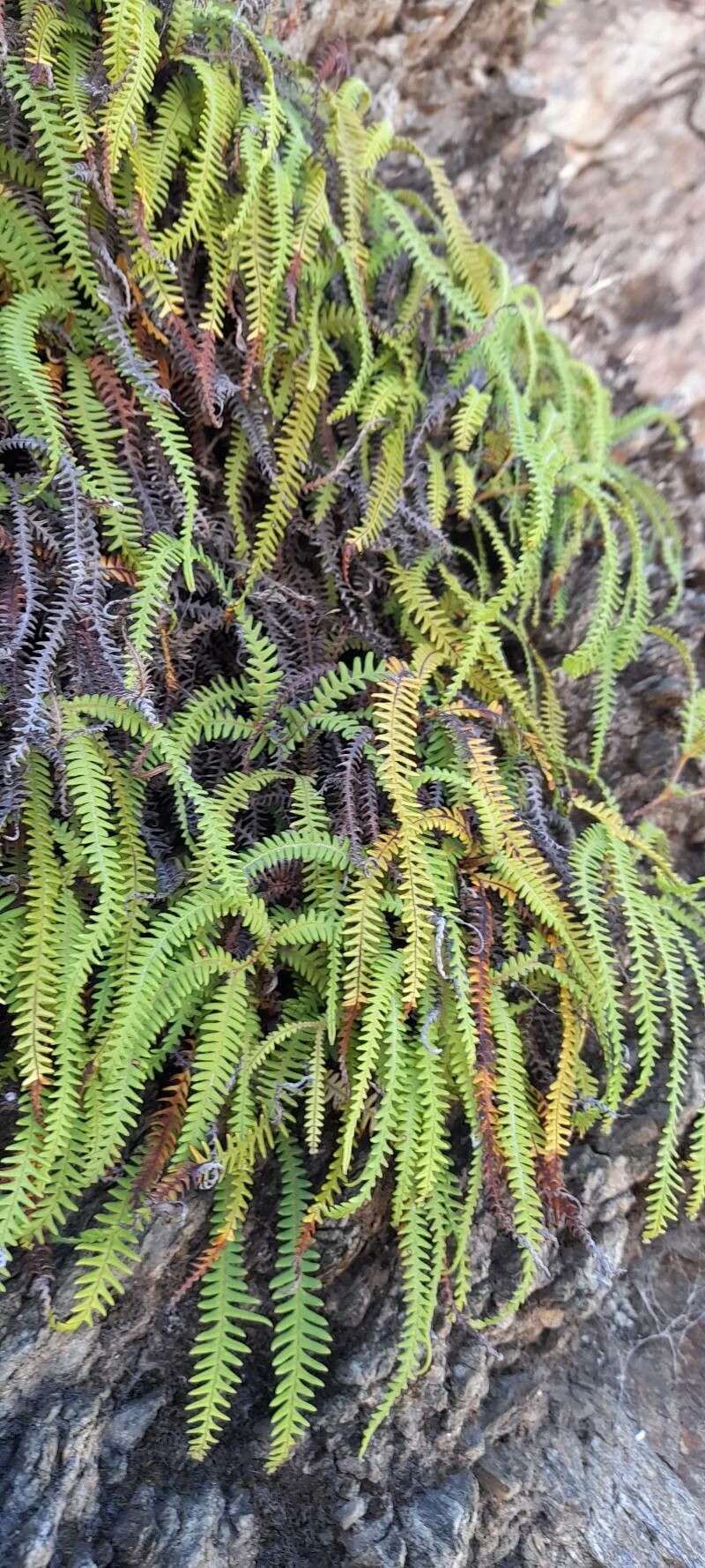 Sticherus squamulosus habit