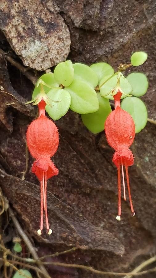 Sarmienta scandens flower