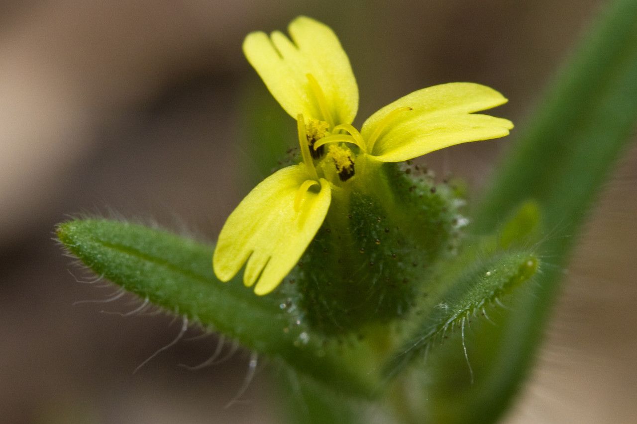Madia gracilis — related species from the same genus